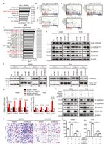 DCBLD2 Antibody in Western Blot (WB)