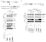 SRSF9 Antibody in Western Blot (WB)