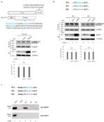 SRSF3 Antibody in Western Blot (WB)