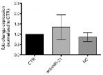 STAT3 Antibody in Western Blot (WB)