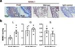 MAML1 Antibody in Immunohistochemistry (IHC)