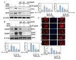 Actin Antibody in Western Blot (WB)