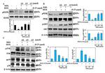 AKT Pan Antibody in Western Blot (WB)