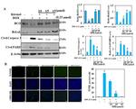 Bcl-2 Antibody in Western Blot (WB)