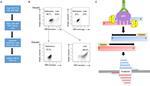 ZNF589 Antibody in ChIP Assay (ChIP)