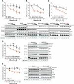 HIV1 nef Antibody in Western Blot (WB)