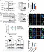 HIV1 nef Antibody in Western Blot (WB)