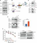 HIV1 nef Antibody in Western Blot (WB)