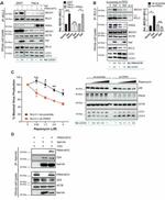 HIV1 nef Antibody in Western Blot (WB)