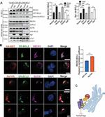 HIV1 nef Antibody in Western Blot (WB)