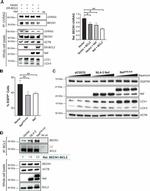 HIV1 nef Antibody in Western Blot (WB)