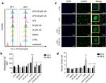 Histone H2A.X Antibody in Immunocytochemistry (ICC/IF)