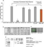 p53AIP1 Antibody in Western Blot (WB)