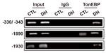 NFAT5 Antibody in ChIP Assay (ChIP)