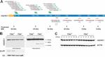 UQCRC1 Antibody in Western Blot (WB)