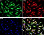 betacellulin Antibody in Immunocytochemistry (ICC/IF)