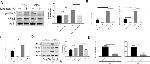 MDA5 Antibody in Western Blot (WB)