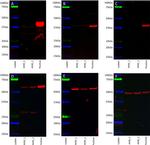 alpha Tubulin Antibody in Western Blot (WB)