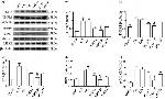 MLKL Antibody in Western Blot (WB)