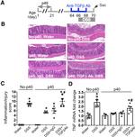 TGF beta-1,2,3 Antibody in Neutralization (Neu)