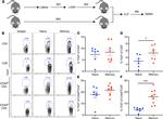 CD8 alpha Antibody in Flow Cytometry (Flow)