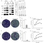 HMGB1 Antibody in Western Blot (WB)