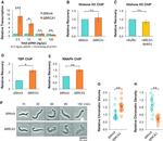 Histone H3 Antibody in ChIP Assay (ChIP)