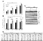 Aldolase C Antibody in Western Blot (WB)