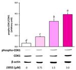 Phospho-CDK1 (Thr14, Tyr15) Antibody in Western Blot (WB)