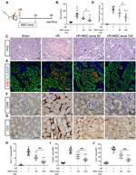 CD365 (TIM1) Antibody in Immunohistochemistry (IHC)