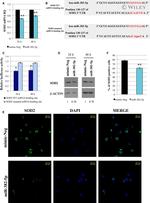 beta Actin Antibody in Western Blot (WB)