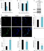 beta Actin Antibody in Western Blot (WB)