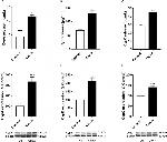 Cyclophilin C Antibody in Western Blot (WB)