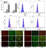 TRAIL-R2 (DR5) Antibody in Flow Cytometry (Flow)