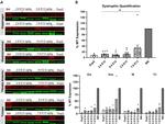 Sarcomeric alpha Actinin Antibody in Western Blot (WB)