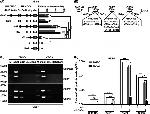 FOXO4 Antibody in ChIP Assay (ChIP)