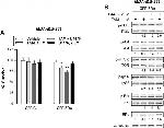 Estrogen Receptor alpha Antibody in Western Blot (WB)