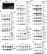 Klotho Antibody in Western Blot, Neutralization (WB, Neu)