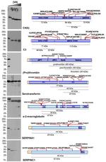 SERPINC1 Antibody in Western Blot (WB)