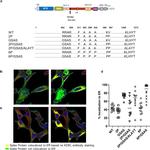 SARS/SARS-CoV-2 Spike Protein S2 Antibody in Immunocytochemistry (ICC/IF)