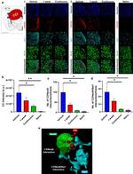 IBA1 Antibody in Immunohistochemistry (IHC)