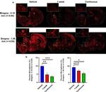 IBA1 Antibody in Immunohistochemistry (IHC)