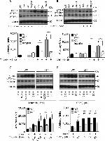 p47phox Antibody in Western Blot (WB)