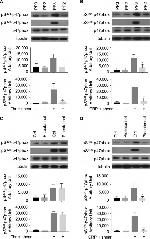 p47phox Antibody in Western Blot (WB)