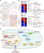 B-Myb Antibody in Immunohistochemistry (IHC)