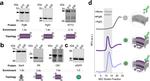 DYKDDDDK Tag Antibody in Western Blot (WB)