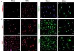 CX3CR1 Antibody in Immunohistochemistry (IHC)