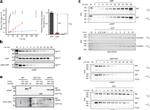 GRP78 Antibody in Western Blot (WB)