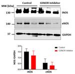 Mitochondria Membrane Integrity Antibody in Western Blot (WB)