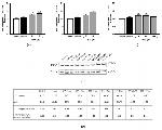 Actin Antibody in Western Blot (WB)